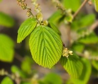 Corylopsis spicata - Schijnhazelaar spicata - april blad