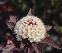 Physocarpus opulifolius 'Diabolo' - Blaasspiraea 'Diabolo' - bloeit in mei