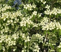 Cornus kousa 'Milky Way' - Japanse grootbloemige Kornoelje - 1