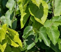 Morus alba - Moerbei - 2
