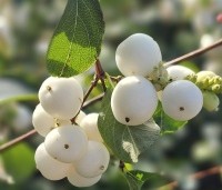 Symphoricarpos doorenbosii 'White Hedge' - Sneeuwbes  'White Hedge' - 2