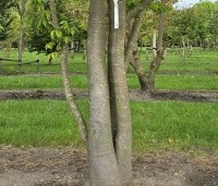 Zelkova serrata - Japanse Zelkova - 1