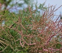 Tamarix tetrandra - Tamarisk - 1