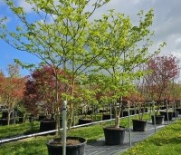 Cornus controversa - Reuzenkornoelje - eind april