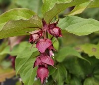 Leycesteria formosa 'Purple Rain' - Grootmoeders oorbellen 'Purple Rain' - 1