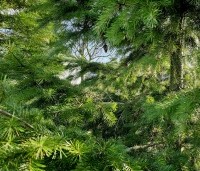 Pseudotsuga menziesii - Douglasspar - 3