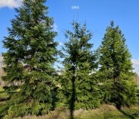 Pseudotsuga menziesii - Douglasspar - 2