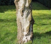 Betula pendula 'Youngii' - Prieelberk - 4