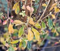 Enkianthus campanulatus - Pronkklokje - 1