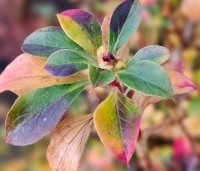 Enkianthus campanulatus - Pronkklokje - herfst