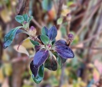 Enkianthus campanulatus - Pronkklokje - 2