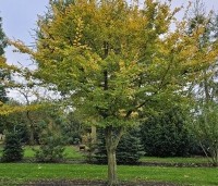 Carpinus betulus - Haagbeuk - 3