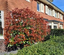 Glansmispel lage leivorm