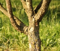 stam Cornus mas 