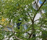 Gymnocladus dioica - Doodsbeenderenboom - 6