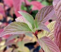 Viburnum x bodnantense 'Dawn' - Winterbloeiende Sneeuwbal 'Dawn' - 2