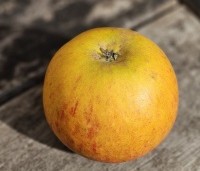 Malus dom. 'Cox Orange Pippin' - Malus 'Cox' - 2