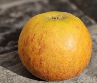 Malus dom. 'Cox Orange Pippin' - Malus 'Cox' - 3