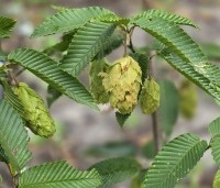 Carpinus japonica - Japanse Haagbeuk - 2