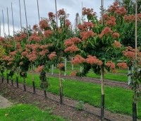 Heptacodium miconioides - Zevenzonenboom - 1