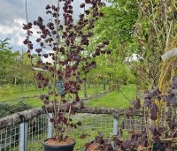 Corylus avellana 'Rode Zellernoot' - Rode hazelnoot  - 4