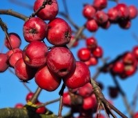 Malus 'Red Sentinel' - Sierappel - 1