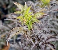Sambucus nigra 'Black Tower'  - Zuil vlier 'Black Tower' - 1