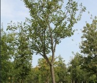 Prunus dom. 'Reine Claude d'Althan' - Prunus dom. 'Reine Claude d'Althan' - 1