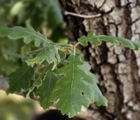 Quercus pubescens - Donzige eik - 8