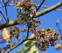 Sycoparrotia semidecidua - Schijnparrotia -  uitgebloeid