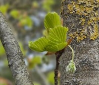 Fagus sylvatica 'Zlatia' - Beuk 'Zlatia' - 1