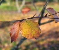 Fagus sylvatica 'Zlatia' - Beuk 'Zlatia' - 3