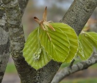 Fagus sylvatica 'Zlatia' - Beuk 'Zlatia' - 2