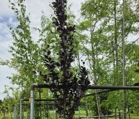 Fagus sylvatica 'Dawyck Purple' - Paarse Beuk - juni 2026