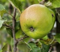 Malus dom. 'Jonagold' - Malus dom. 'Jonagold' - 2
