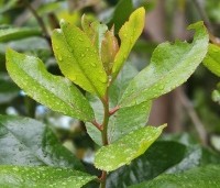 Arbutus unedo - Aardbeiboom - 1