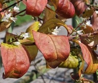 Exochorda macrantha 'The Bride'  - Parelstruik 'The Bride' - 2