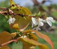Exochorda macrantha 'The Bride'  - Parelstruik 'The Bride' - 2e bloei nazomer