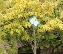 Cornus Florida Rainbow
