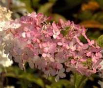 Pluimhortensia 'Vanille Fraise' bloemverkleuring