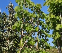 Tilia x europaea 'Pallida' - Koningslinde - 1
