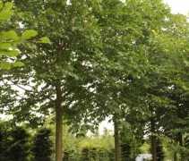 Aesculus carnea 