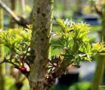 Sambucus nigra 'Golden Tower'  voorjaar