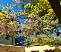 Wisteria roze