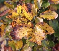 Fagus sylvatica 'Atropunicea' - Rode beuk - 1