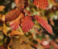 Fagus sylvatica 'Atropunicea' - Rode beuk - 2