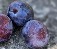 Prunus dom. 'Reine Claude d'Althan' - Prunus dom. 'Reine Claude d'Althan' - 1