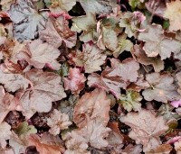 Heuchera micrantha 'Palace Purple'  - Purperklokje - 1