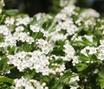 Crataegus Monogyna