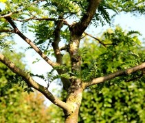 Gleditsia triacanthos 'Sunburst' vrije dakvorm